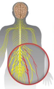 Nerves in back